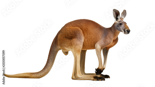 Photos Red kangaroo standing alert, isolated on transparent background