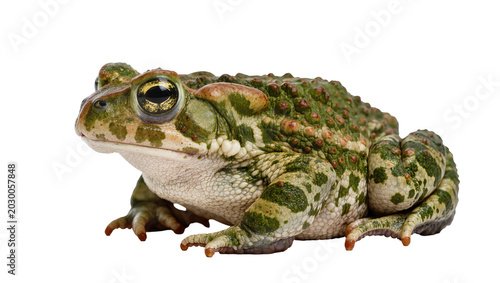 Foto Green and brown warty toad with large golden eyes, isolated on transparent backg