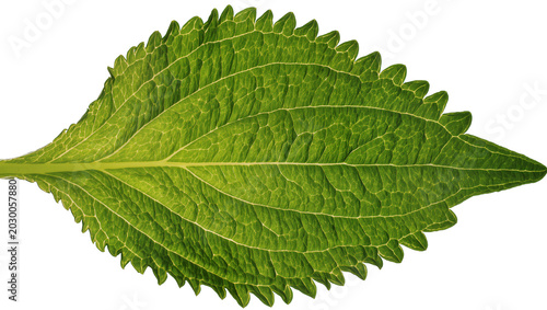 Canvastavla Detailed green leaf with serrated edges, isolated on transparent background