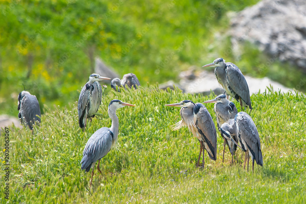 Fototapeta premium Gri balıkçıl » Grey Heron » Ardea cinerea