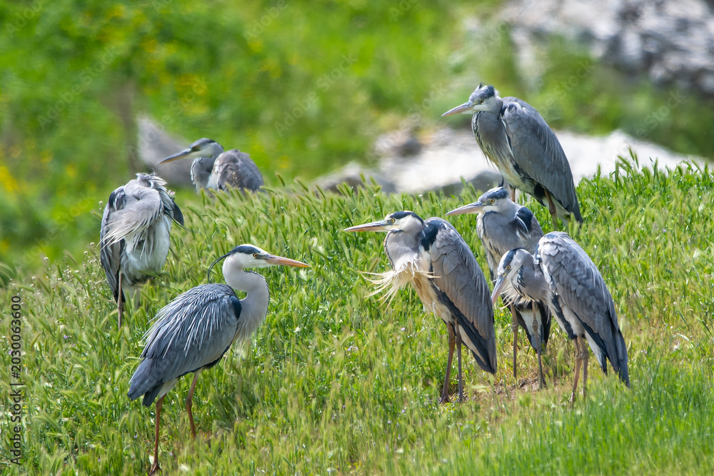 Fototapeta premium Gri balıkçıl » Grey Heron » Ardea cinerea