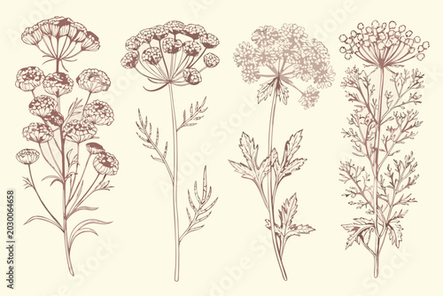 vintage wildflower illustration botanical drawing on white background