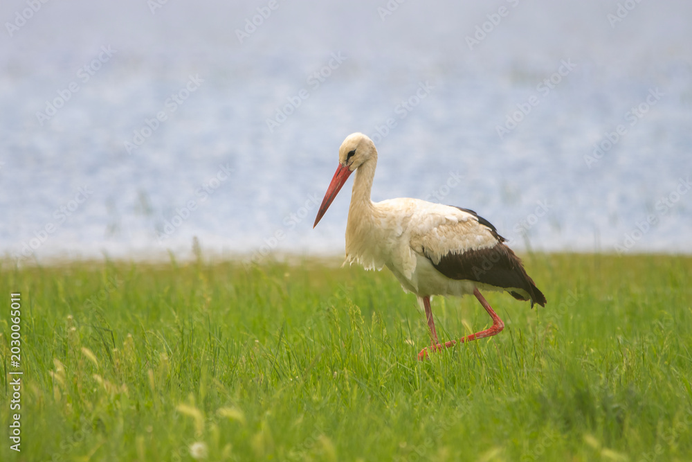 Obraz premium Leylek » White Stork » Ciconia ciconia