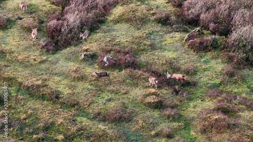 Group of red deer feeding during the rut in County Donegal, Ireland