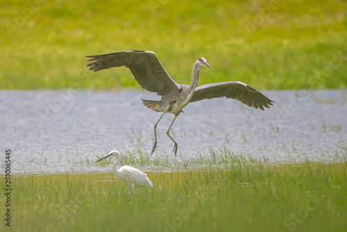 Fotografie Gri balıkçıl » Grey Heron » Ardea cinerea