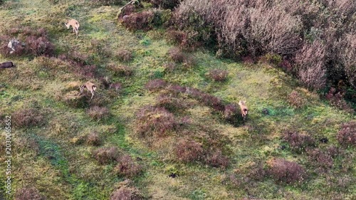 Group of red deer feeding during the rut in County Donegal, Ireland