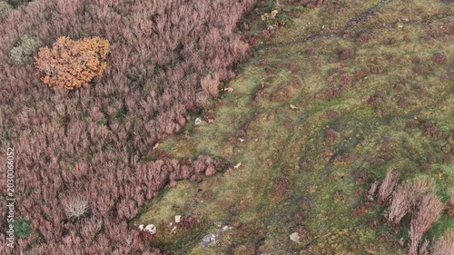 Group of red deer feeding during the rut in County Donegal, Ireland