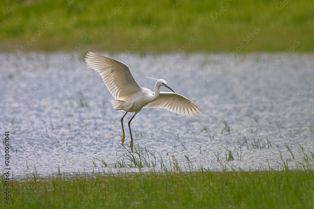 Fototapeta premium Küçük ak balıkçıl » Little Egret » Egretta garzetta