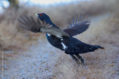 red winged blackbird