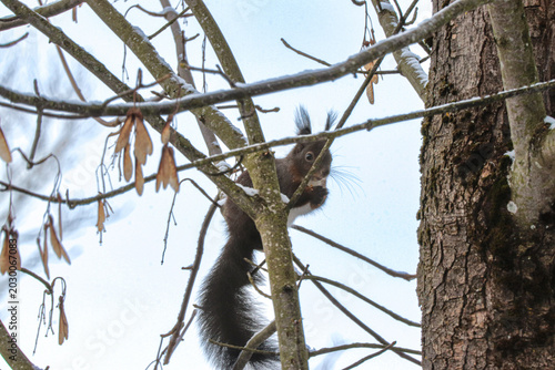 squirrel on tree