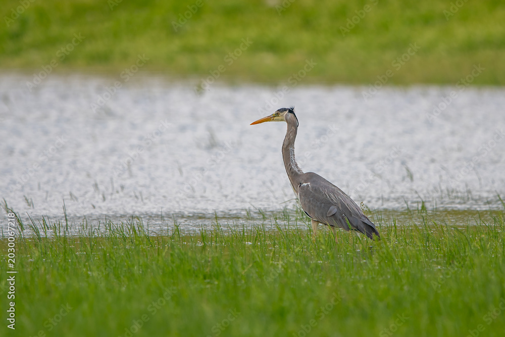 Fototapeta premium Gri balıkçıl » Grey Heron » Ardea cinerea