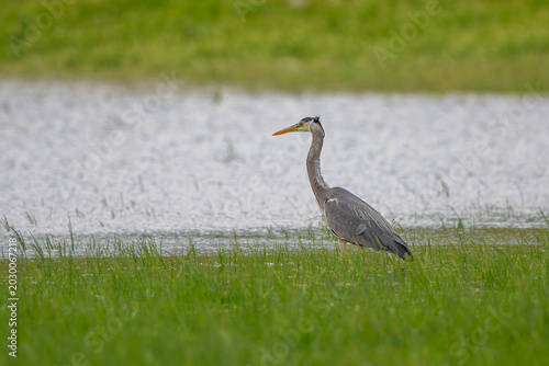 Tableau sur toile Gri balıkçıl » Grey Heron » Ardea cinerea