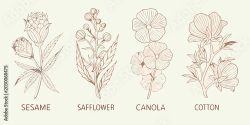 Schilderij op canvas Botanical sketch of canola sesame safflower and cotton plants