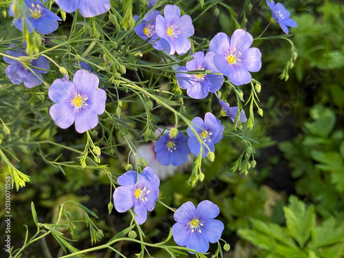 Blue flowers flax linum in the field.