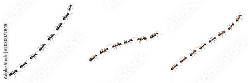 Foto Marching Ants Trail Collection, Crawling Worker Insect Lines, Black Bug Colony P