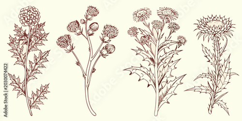 Bild auf Leinwand engraved thistle plants a vintage botanical illustration set