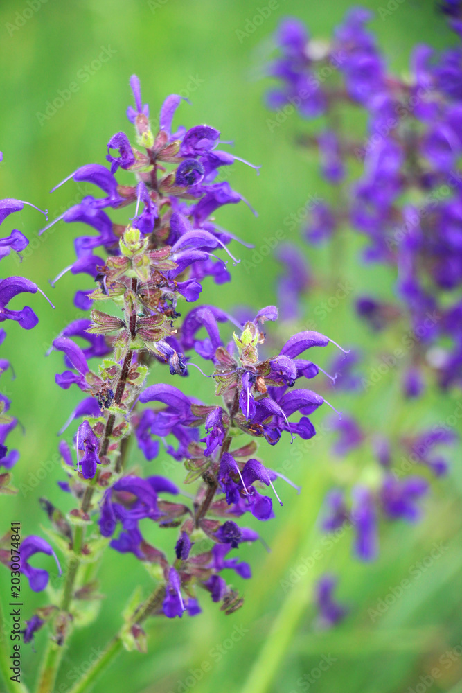 Obraz premium Among the wild herbs, blooms meadow sage (Salvia pratensis)