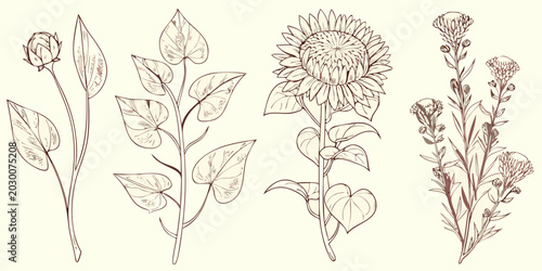Foto vintage botanical sketches of wildflowers and sunflowers