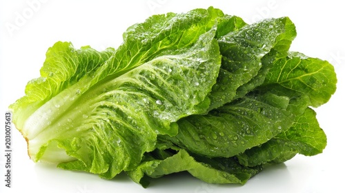 Crisp, green romaine lettuce sits on a white background.