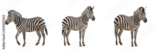 Foto Full Length Side Profile of Young Zebra Walking and Standing in Different Poses