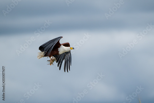 African fish eagle with a freshly caught tigerfish in its talons