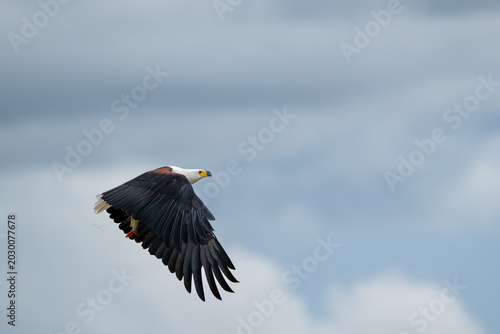 African fish eagle with a freshly caught tigerfish in its talons
