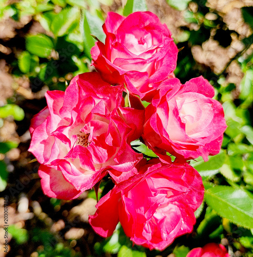 Kristin miniature rose 