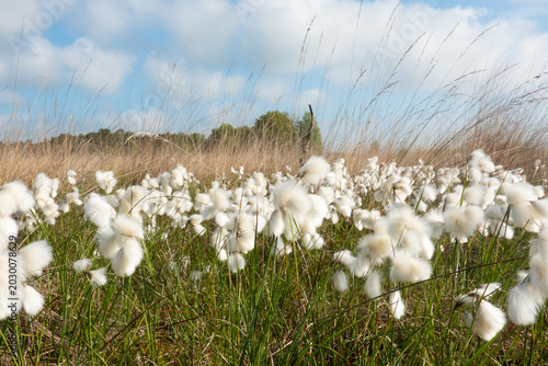 Bog with lots of fluffy Common cottongrass
