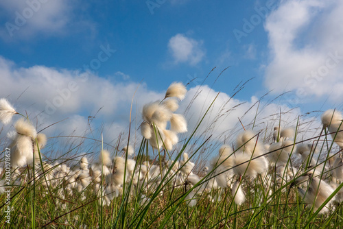 Bog with lots of fluffy Common cottongrass