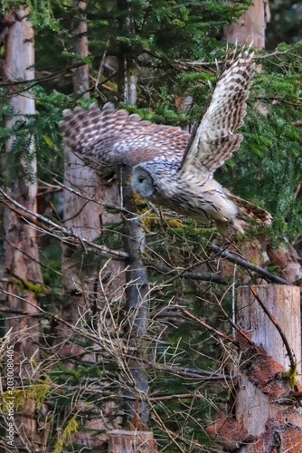 bird of prey