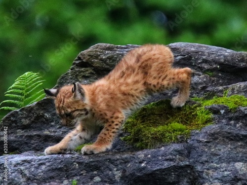 cat in the woods