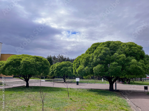 Quadro su tela a small shady park with green trees
