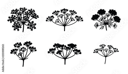 Photos Black Dill Flower Umbel Vector Icons, Herb Seedling Sprigs, Culinary Plant Silho