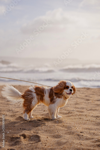 Adorable Cavalier King Charles Spaniel standing on a sandy beach on a leash with ocean waves and a soft cloudy sky in the background.