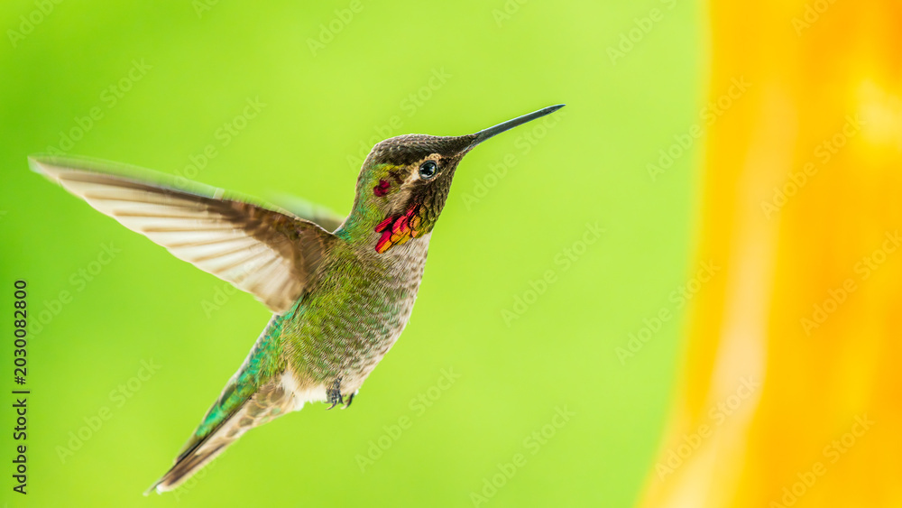 Fototapeta premium Male Anna’s Hummingbird Hovering in Flight Near Feeder