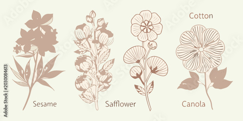 Fotografie Botanical sketch of sesame cotton safflower and canola plants