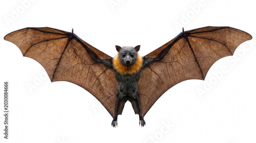 Photos Grey headed flying fox fruit bat with wide wingspan