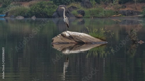Foto great blue heron ardea cinerea