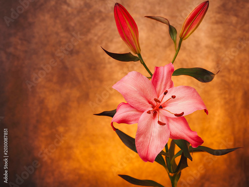 Quadro su tela Fancy pink lily blooms with dewy petals