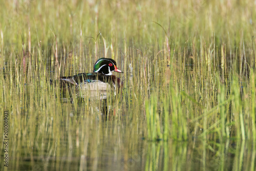 Photos Wood duck drake (Aix sponsa) swimming among emergent marsh vegetation at McCoy Flat Reservoir, Lassen County, California