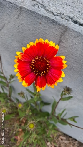 Red and yellow Gaillardia pulchella blooming in a summer garden