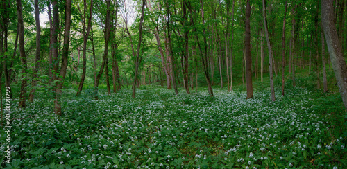 Schilderij op canvas Shady deciduous forests with thickets of wild garlic