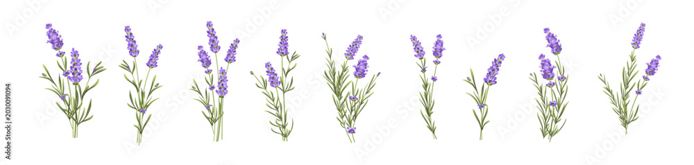 Fototapeta premium Set of lavender flowers elements. Collection of lavender flowers on a