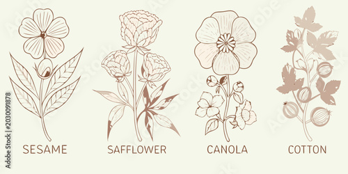 Canvastavla Botanical illustration of sesame safflower canola and cotton plants