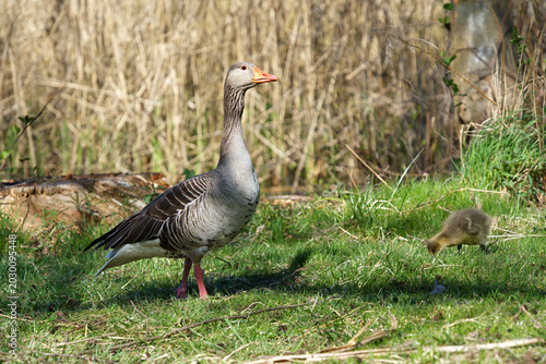 Schilderij op canvas A greylag goose and a small gosling graze on a meadow near a pond