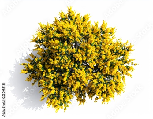 Overhead view of a vibrant, bushy tree in full bloom with bright yellow flowers