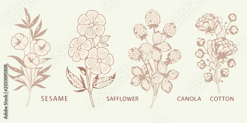 Canvas Print Botanical sketch of sesame safflower canola and cotton plants