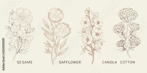 Konstfotografi Botanical illustration of sesame safflower canola and cotton plants