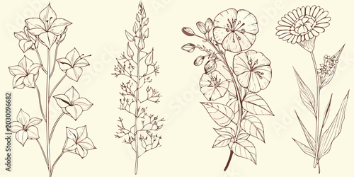 Foto vintage wildflower sketches botanical illustration collection on white backgroun