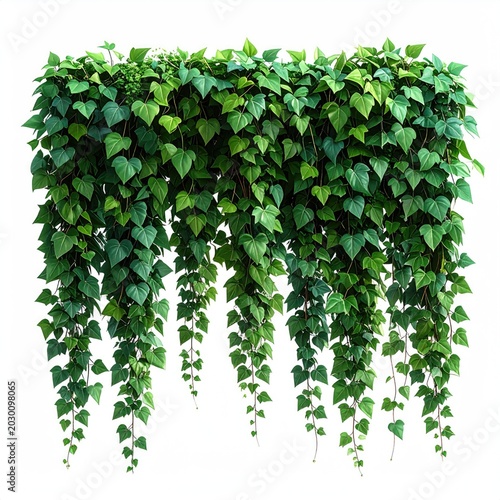 Lush green vines cascade downwards, creating a natural curtain